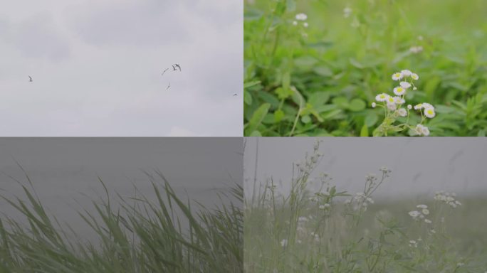 03芦苇荡 芦苇 海边 湖水 海鸥 小花