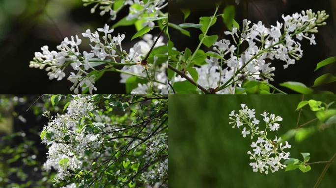 丁香花4K实拍