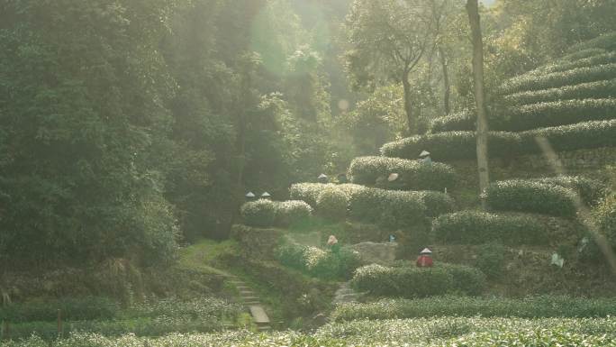 大山里茶树茶园里一群茶农在采龙井绿茶