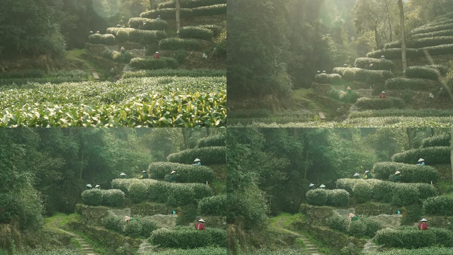 大山里茶树茶园里一群茶农在采龙井绿茶