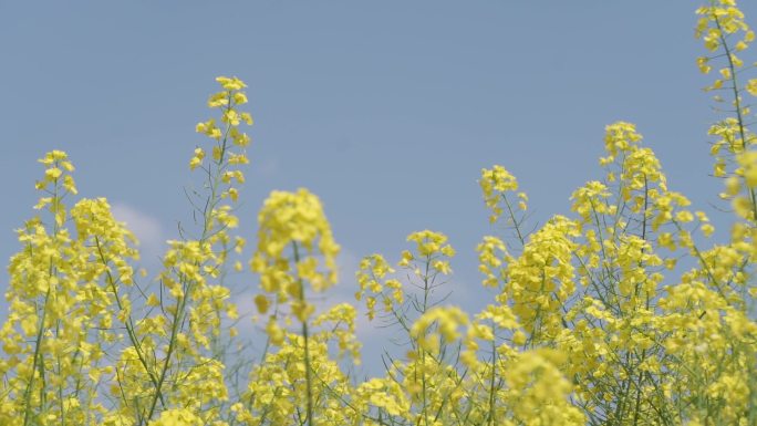 油菜花