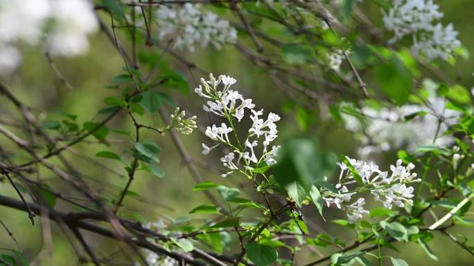 丁香花4K实拍