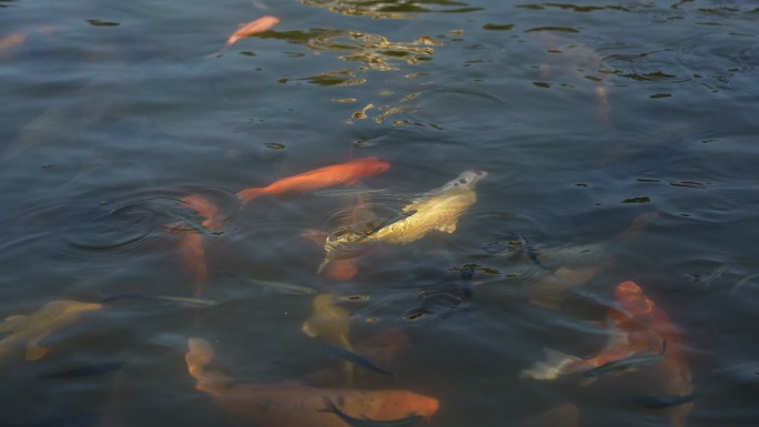 锦鲤水中游