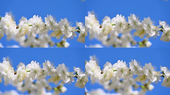 春天盛开的白色桃花花朵特写