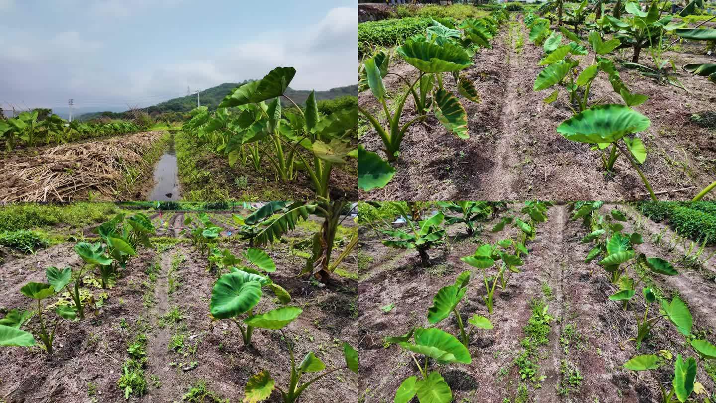 香芋园 香芋种植