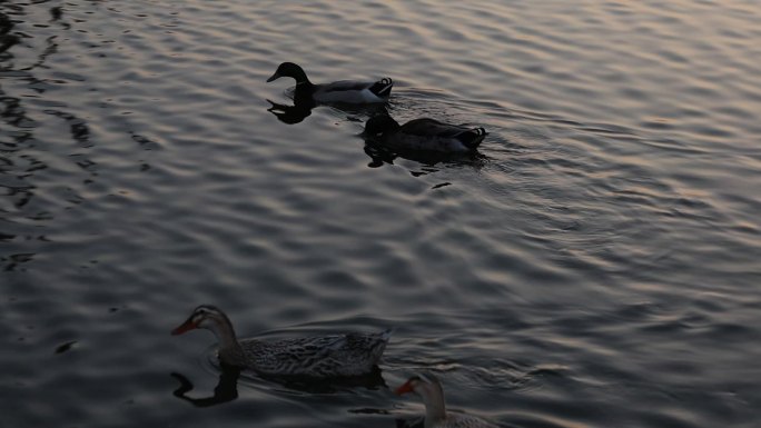 波光粼粼湖面上的鸭子