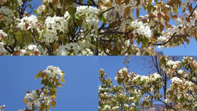 梨花 白梨花 春季花开 鲜梨花盛开