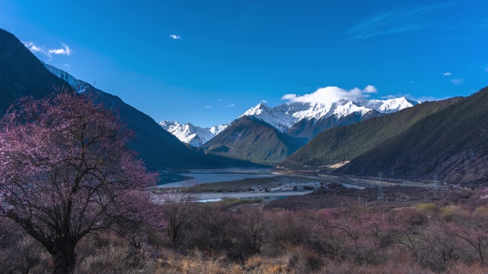 8K西藏雅鲁藏布江雪山桃花延时