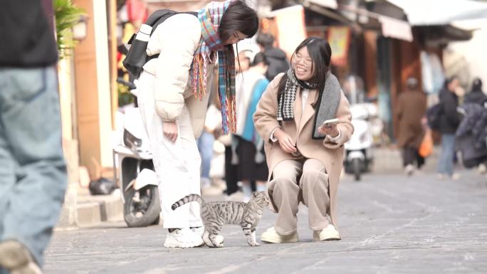 猫咪流浪猫街边小猫喂食在花坛玩耍的猫咪