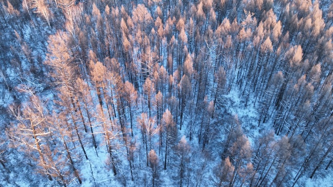 夕阳洒在林海雪原上