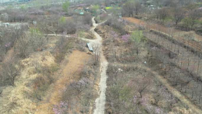 枣庄山脉 枣庄新城风景 枣庄杏花开满山