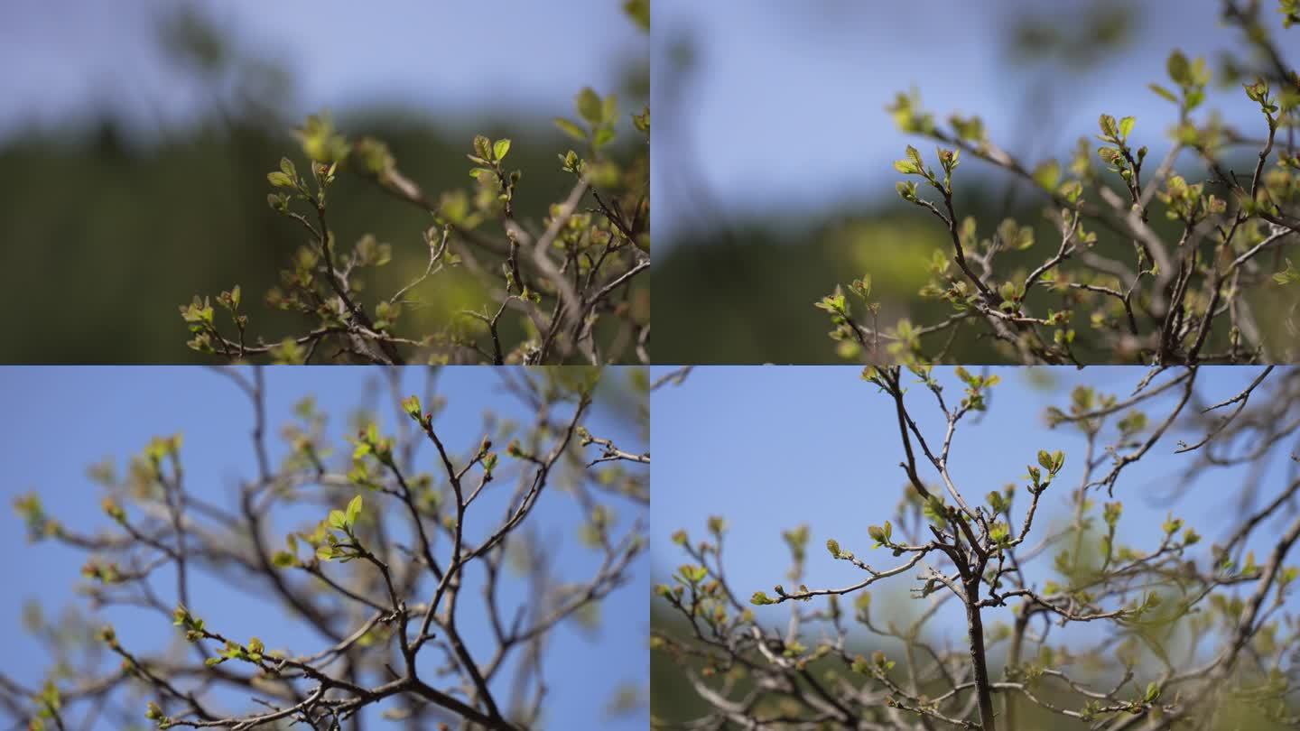 春天树枝发新芽