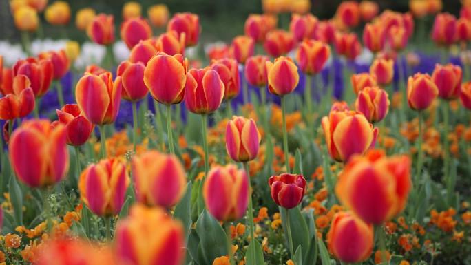 郁金香花开 五颜六色郁金香花海