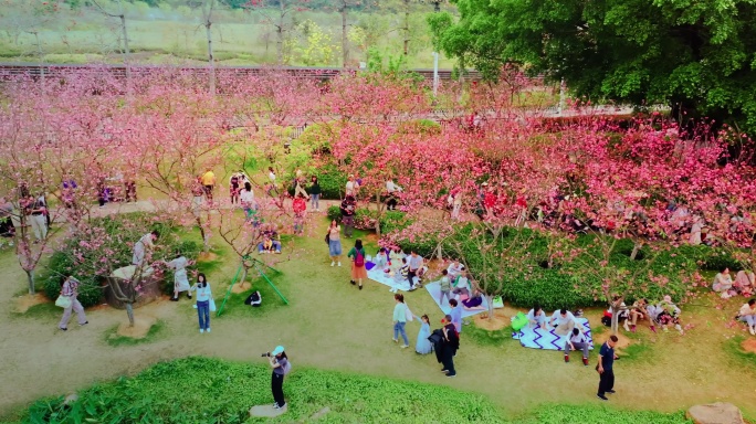 广州黄埔创业公园樱花盛开航拍高清5K视频