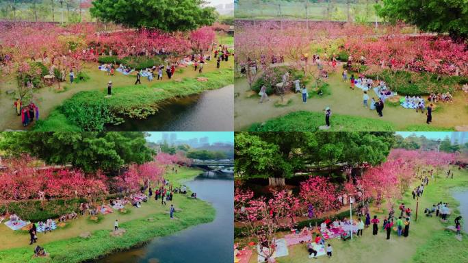 广州黄埔创业公园樱花盛开航拍高清5K视频