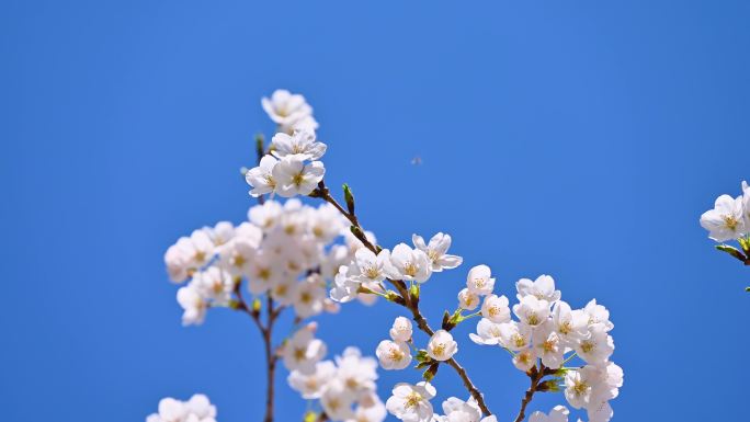 春天阳光下盛开的粉色樱花特写樱花树