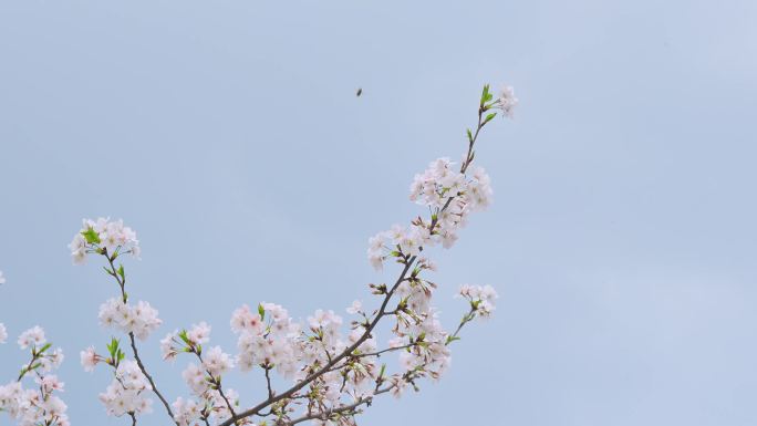 春天春季樱花海棠花摄影