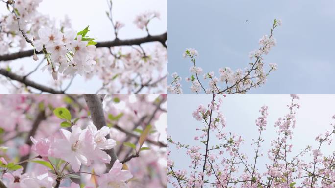 春天春季樱花海棠花摄影