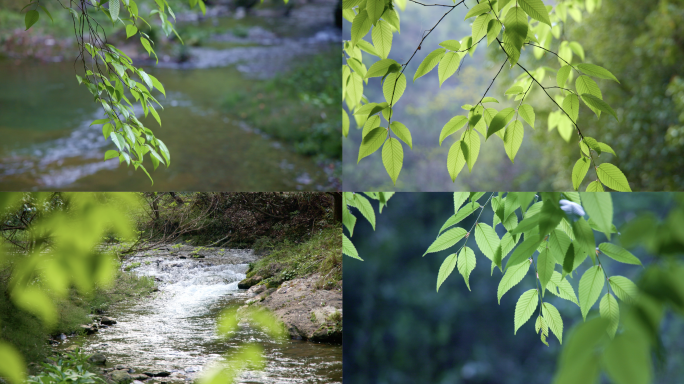 大自然森林环境 河流小溪树叶 唯美空镜头