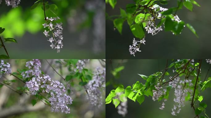 丁香花4K实拍