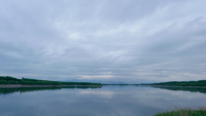 湿地公园白鹭