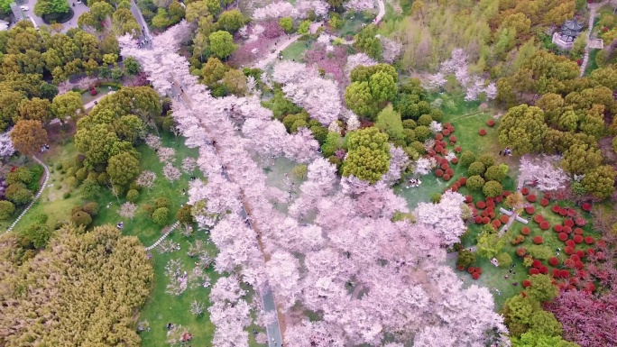 无锡 金匮公园 樱花