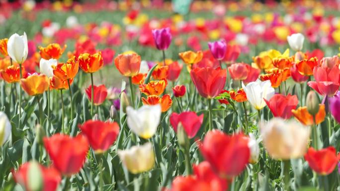 郁金香花海春天公园植物园