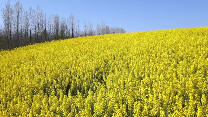 航拍春天里的油菜花田