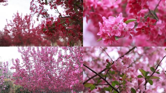 春暖花开鲜花盛开实拍高清素材