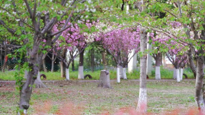 大光圈公园春游观赏樱花