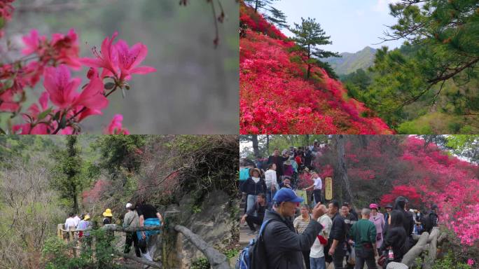 杜鹃花映山红云雾山