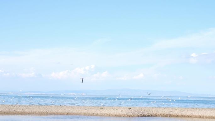 在青海湖栖息的鸟群