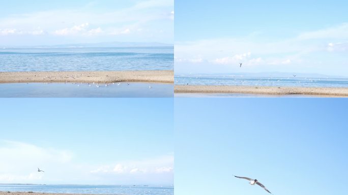 在青海湖栖息的鸟群