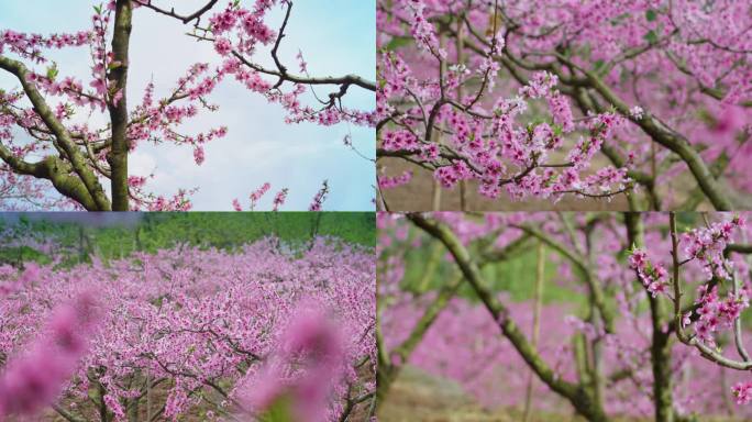 成都龙泉山桃花视频素材