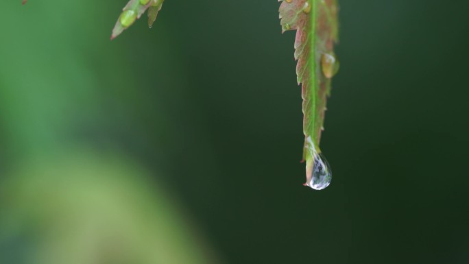 微距镜头拍摄的一滴水从树叶上掉落