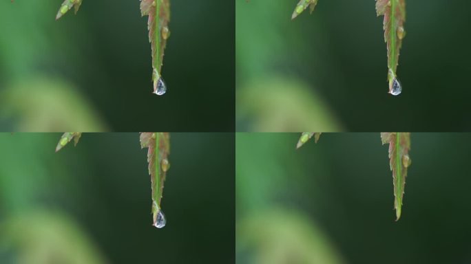 微距镜头拍摄的一滴水从树叶上掉落