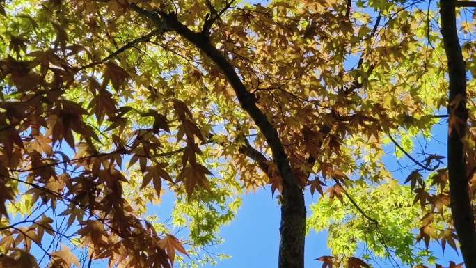 阳光氛围下随风飘动的树叶