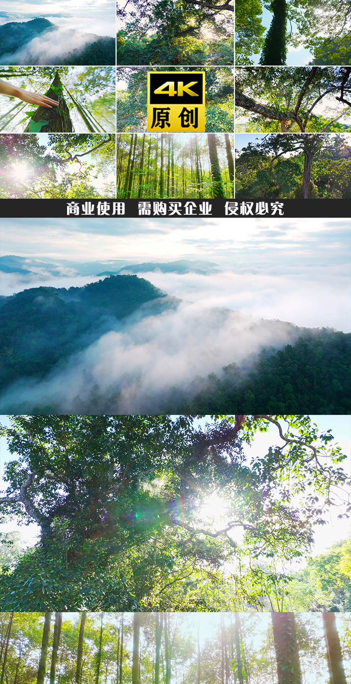 大自然生态氧吧原始森林雨林绿色山大山