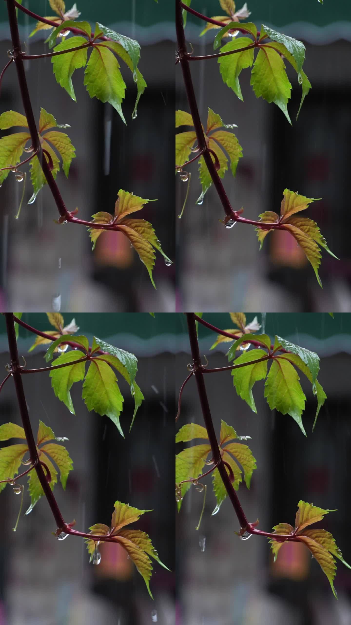 竖版－古镇雨天下的树枝嫩叶