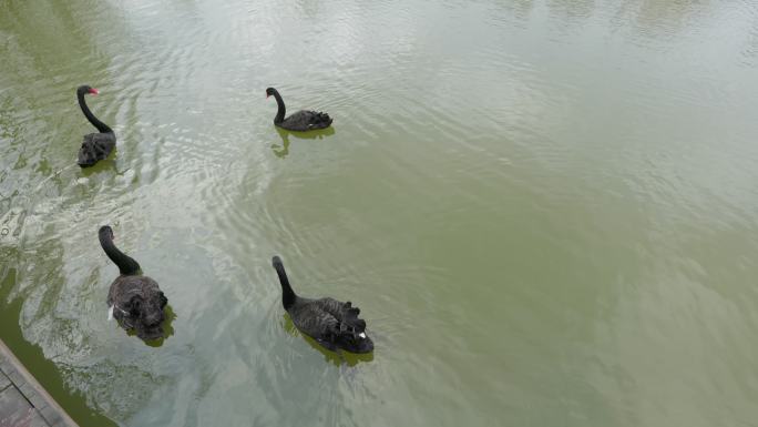 溱湖国家湿地公园湖水天鹅