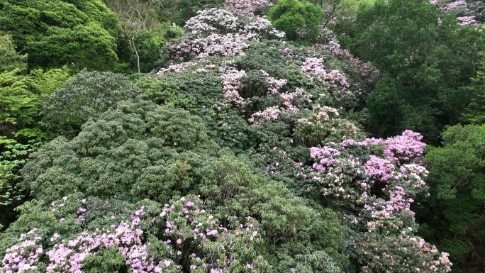 深圳梧桐山杜鹃花