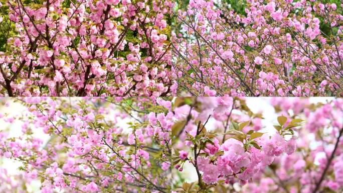 4K樱花花海广告素材