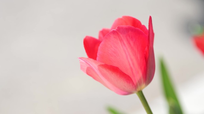 郁金香花海春天公园植物园