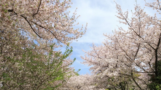 蓝天阳光唯美樱花特写 南京樱花樱花林