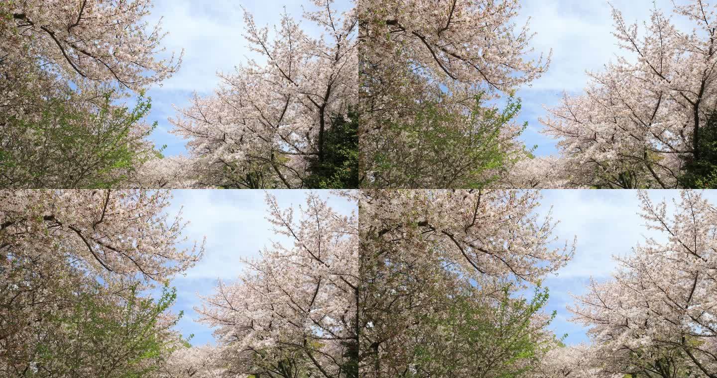 蓝天阳光唯美樱花特写 南京樱花樱花林