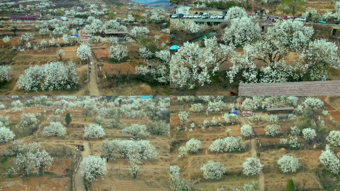 2024西寺堡春天梨花航拍二