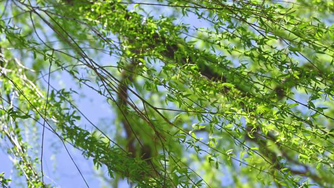 春天垂杨柳柳树生长绿色发芽特写仰视