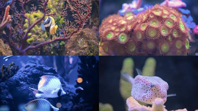 海洋生物水下摄影高清视频素材合辑
