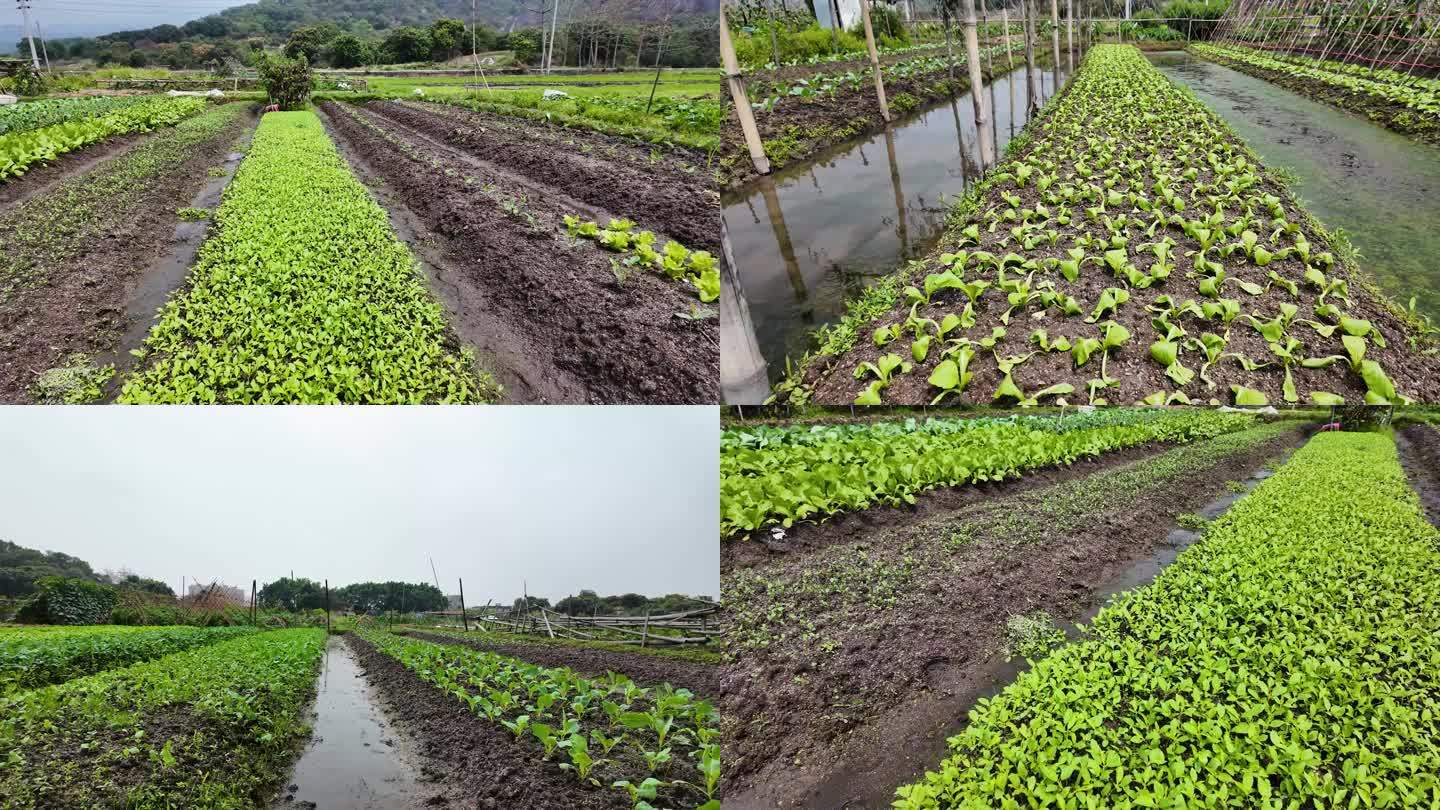 蔬菜田 菜田菜地 乡村振兴 三农乡村