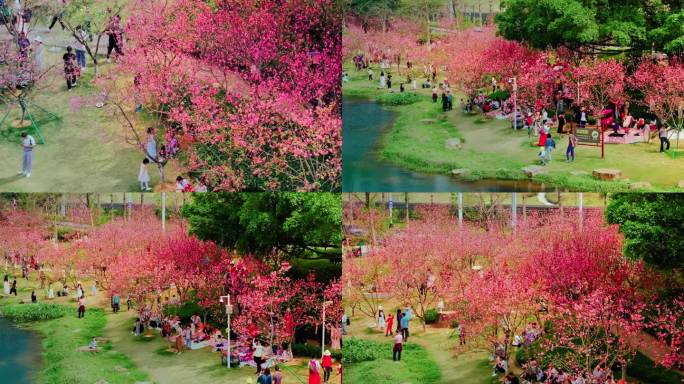 广州黄埔创业公园樱花盛开航拍高清4K视频